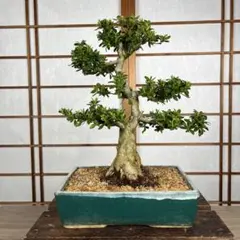 ウメモドキ雌木 盆栽 鉢:秀峰 - メルカリ