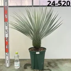 AL1013】ユッカロストラータシルバーブルー個体美形