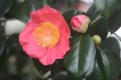 RYU様 リクエスト 2点 まとめ商品