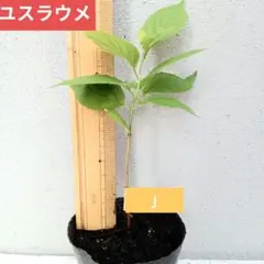 訳あり　ラズベリー　抜き苗　グレンモイ実生 訳あり ラズベリー 抜き苗 グレンモイ実生 - メルカリ