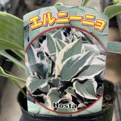 ホスタ エルニーニョ　＊同梱推奨商品のサムネイル