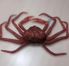 松葉ガニ ぬいぐるみ リアル 蟹 カニ クッション
