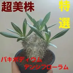 良型✨多頭】パキポディウム デンシフローラム（発根済・鉢ごと発送
