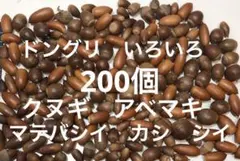 どんぐり 200