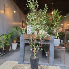 ユーカリ ポポラス レンガ風石膏鉢植え 苗 - メルカリ