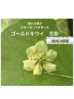 2026年最新】キウイ花粉の人気アイテム - メルカリ