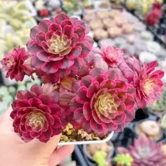 観葉植物アエオニウム錦 スーパーバン 多肉植物 抜き苗 美苗群生1株