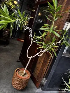 ⑪ パキラ編み 8号特大苗木最高等級極上品‼️ - メルカリ