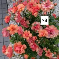 makayari様 リクエスト 2点 まとめ商品