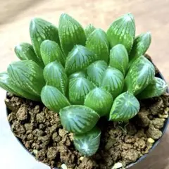 赤線オブツーサ錦 超美株 ハオルチア 観葉植物 31 - メルカリ
