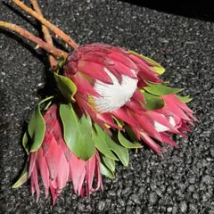 bear様 リクエスト 2点 まとめ商品