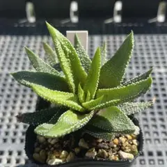 多肉植物 ハオルチア エノン 抜き苗