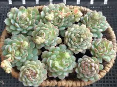 【Sale】リトルレッドボート③★カット苗★エケベリア★多肉★多肉植物★寄せ植え