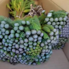 Ne*　インスタ　@ne_0403様 リクエスト 2点 まとめ商品