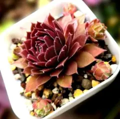 Devon Jewel センペルビウム 多肉植物 紫系 - メルカリ