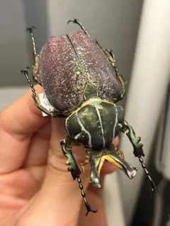 36mm】ツチハンミョウ 中央アフリカ産 オサムシマイマイカブリ 昆虫