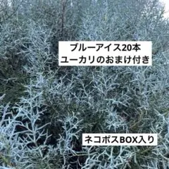 ブルーアイス　20本