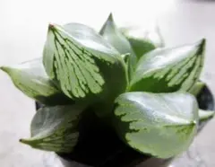 多肉植物 ハオルチア 裏般若x088自宅実生未繁殖苗 7cm鉢 凍り裏窓 珍しい 多肉植物：ハオルチア 本間裏窓×裏般若 本間般若（KA2）*幅8cm 現品