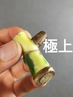 【W12】斑入りモンステラ ホワイトタイガー カット茎 成長点2つのサムネイル