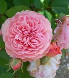 専用ページです