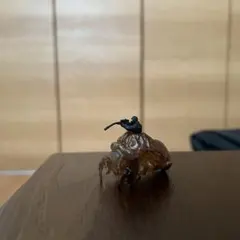 セミの抜け殻スナイパー フィギュア