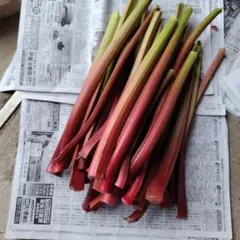 写真はイメージ、新鮮 ルバーブ 茎 赤色 野菜、800g くらいのサムネイル