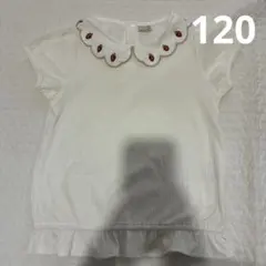 petit main いちご襟 Ｔシャツ 120cm
