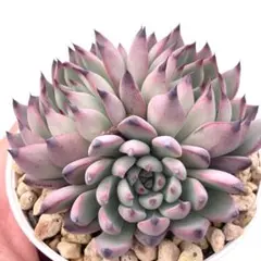 2025年最新】おらいさん苗 紫紺の矢の人気アイテム - メルカリ