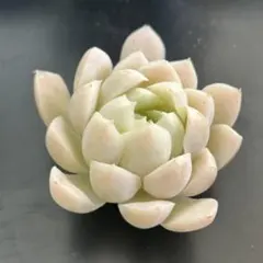 多肉植物 エケベリア ヒューミリス カット苗