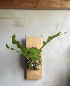 2025年最新】ドリナリア クエルシフォリアの人気アイテム - メルカリ