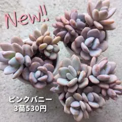 Happiness One様 リクエスト 2点 まとめ商品