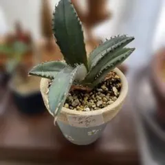 多肉植物 ユーフォルビア (カット苗発根済み） EX81 おまけ付！ - メルカリ