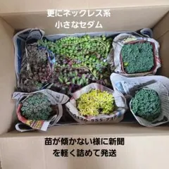 多肉植物、普及種、大苗、地植えにお勧めと小さなセダムセット