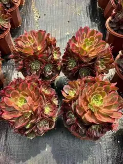Top【選抜株】多肉植物 264061アエオニウム ウィッチ綴化 12個 鉢無し