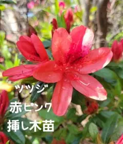 ツツジ挿し木苗 1 ガーデニング 手のひらサイズのサムネイル