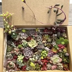 多肉植物　カット苗　詰め合わせ　35