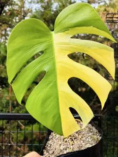 2026年最新】モンステラ オーレアの人気アイテム - メルカリ