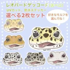 レオパードゲッコーＦ フェイス ミニステッカー2枚組　ヒョウモントカゲモドキ