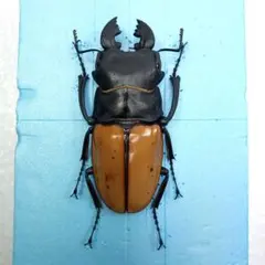 ブルマイスターツヤクワガタ 長歯型 標本 - メルカリ