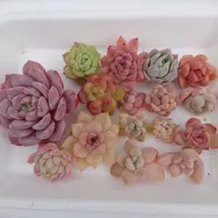 〖名前付き〗多肉植物カット苗セット‪✂︎‬のサムネイル
