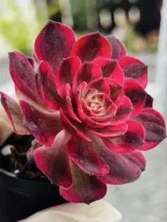 新入荷 多肉植物 アエオニウム 孔雀翎錦 美苗1株 土付き発送 7センチ