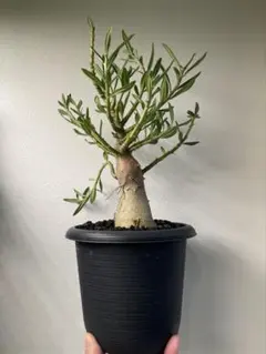 実生Pachypodium bispinosum 古木 半懸崖 作り込み - メルカリ