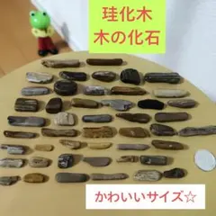 2026年最新】木化石の人気アイテム - メルカリ