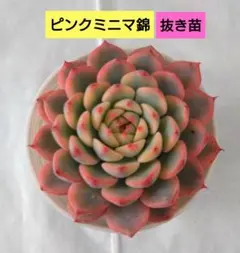 2025年最新】多肉アエオニウムの人気アイテム - メルカリ