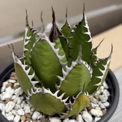 2026年最新】アガベ ホリダ ギルベイの人気アイテム - メルカリ