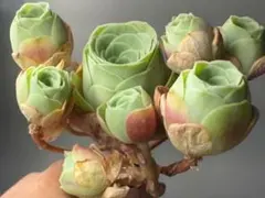 新品種　グリーノビア　美朶（みだ）　アエオニウム　多肉植物　I苗のサムネイル