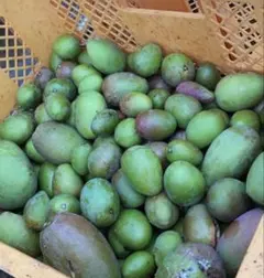 大容量10Kg 青マンゴー（摘果マンゴー）送料無料 沖縄県産 - メルカリ