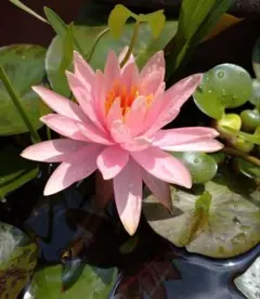 chihiro1115様 リクエスト 3点 まとめ商品