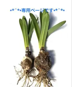 きいちゃん様専用ページです