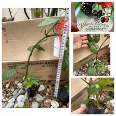 【サイかば 様専用、らくらくメルカリ便】f ブラックベリートリプルクラウン